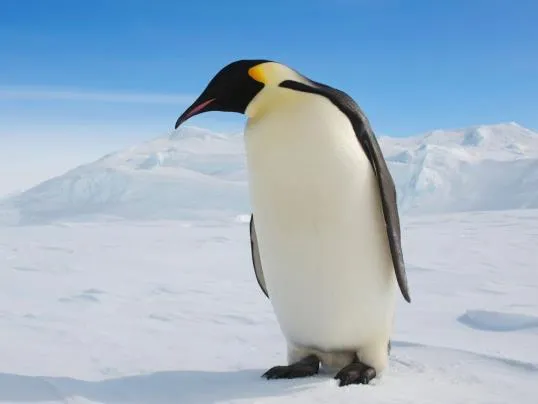 Penguins adapting to changing conditions